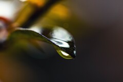 雨溜まり