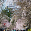 花撮り
