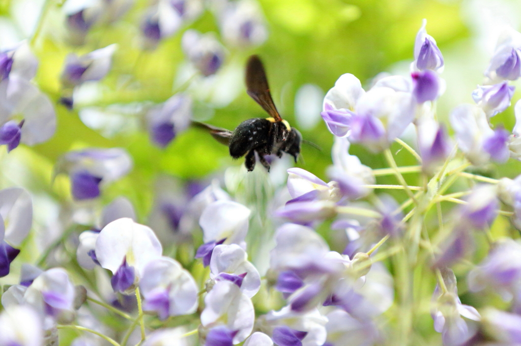 藤と熊蜂