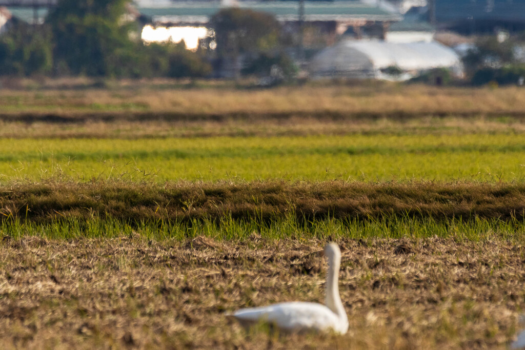 白鳥が見ている