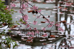 桜一枝