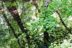 池面の楽しみ　Ⅰ