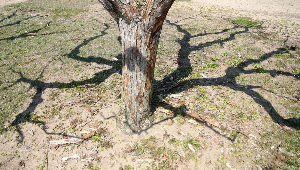 樹影・梨の木