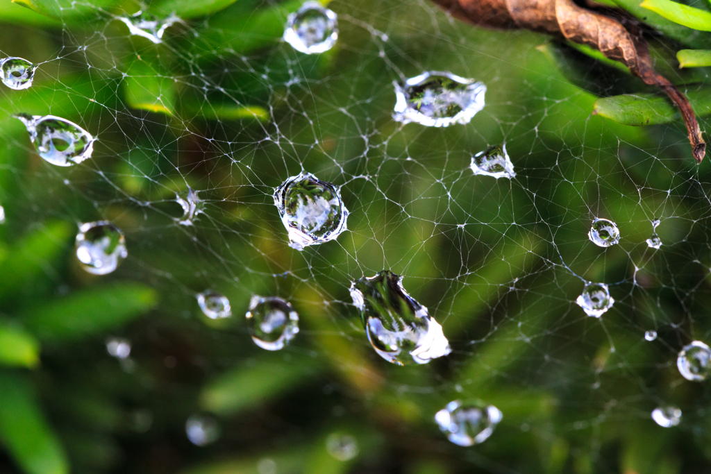 蜘蛛の巣
