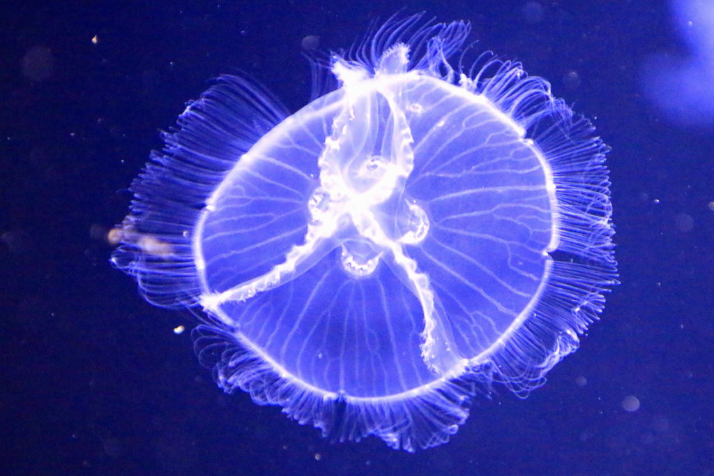 オワンクラゲ　１