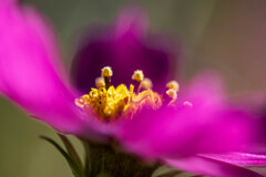 cosmos cosmos