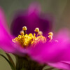 cosmos