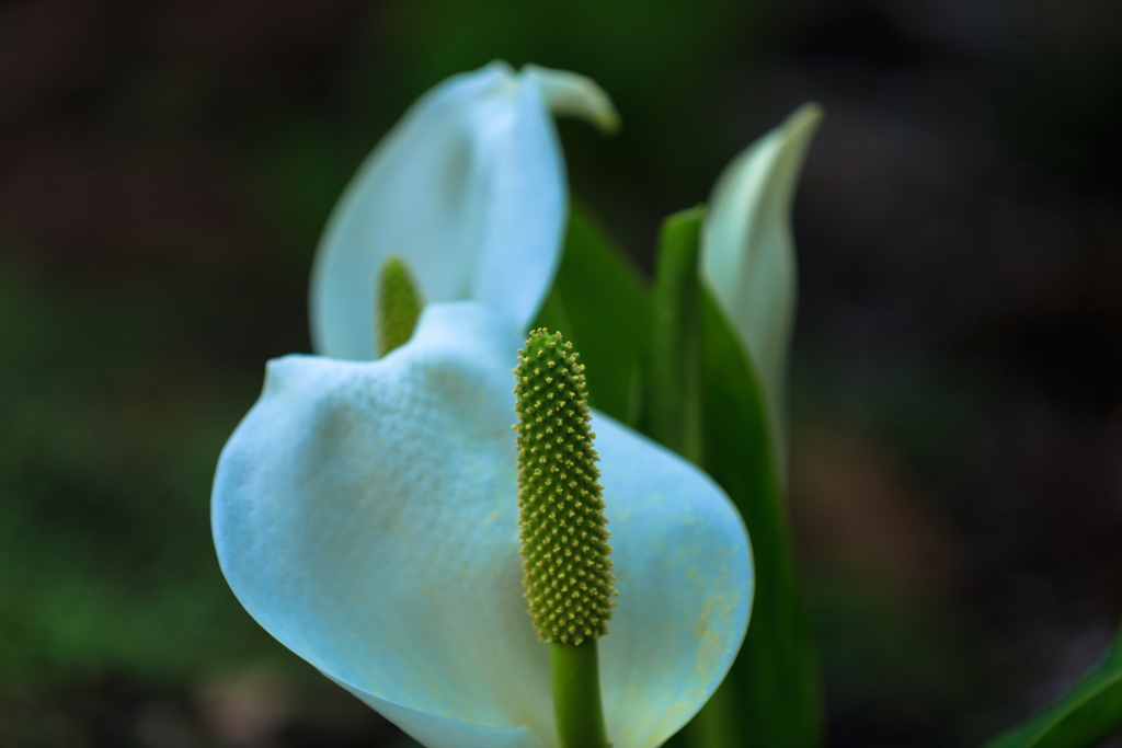 中島台の水芭蕉　Ⅳ