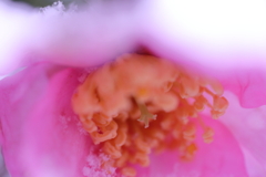 雪の下