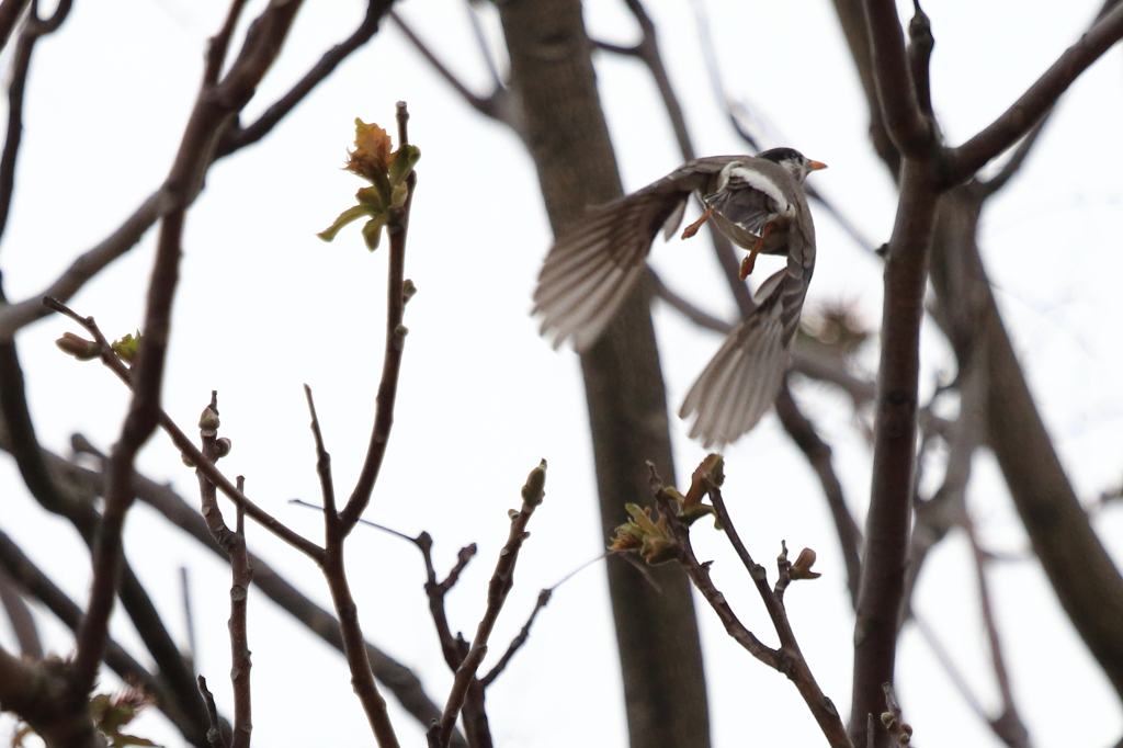 椋鳥離枝