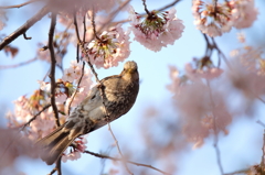 こんにちわ
