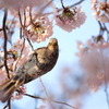 こんにちわ