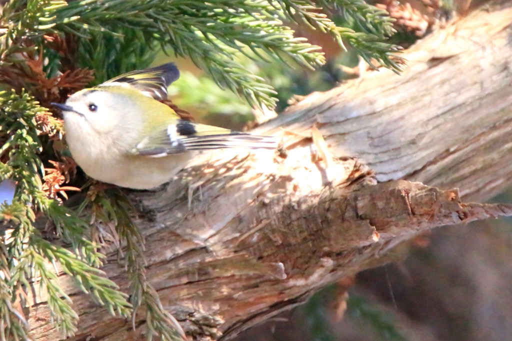 キクイタダキ４