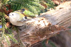 キクイタダキ４