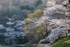 朝の光