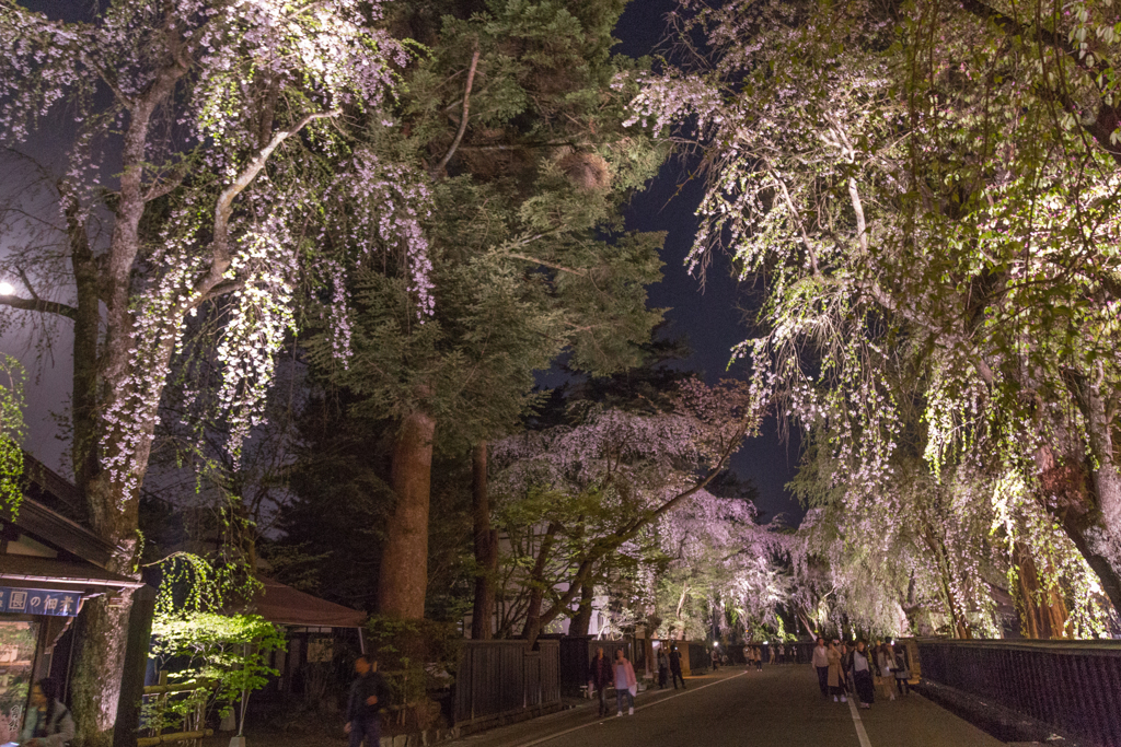 角館夜桜　Ⅵ