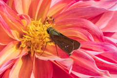 ダリアとセセリ