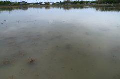 水田