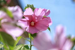 芙蓉　Ⅰ
