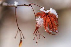 雪紅葉
