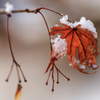 雪紅葉