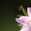蜜蜂