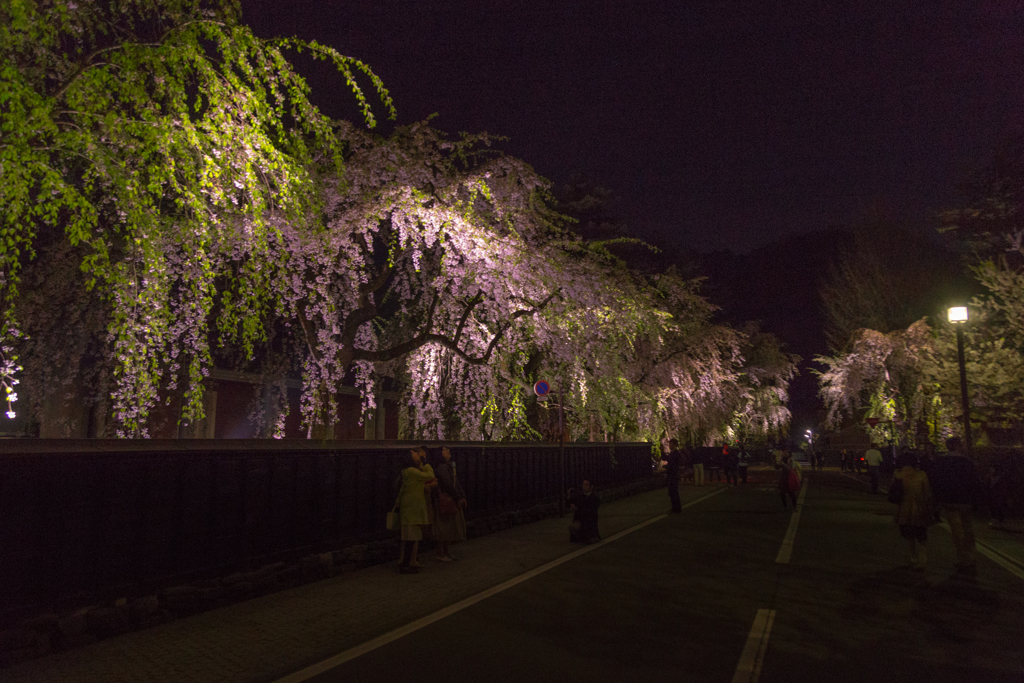 角館夜桜　ラスト！