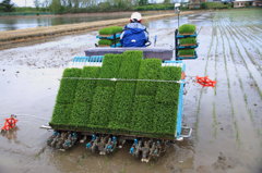 田植え
