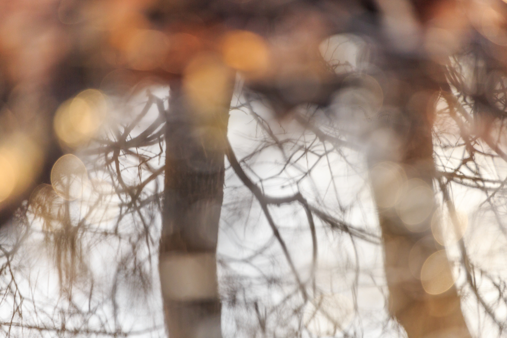 小泉潟　水溜まり