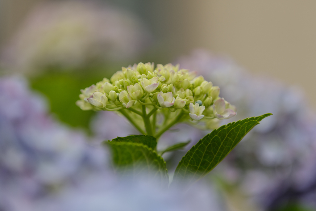 紫陽花　Ⅱ