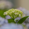 紫陽花　Ⅱ