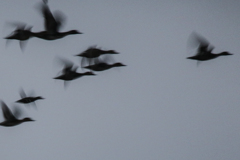 早朝のシルエット