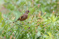 カワラヒワ幼鳥