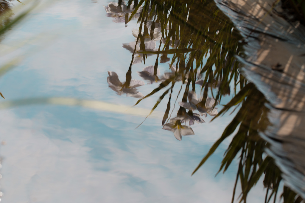 菖蒲園の水溜まり１