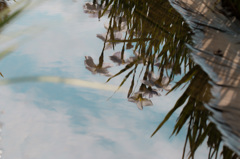 菖蒲園の水溜まり１