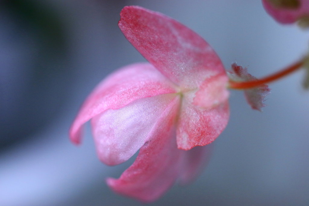 花びら