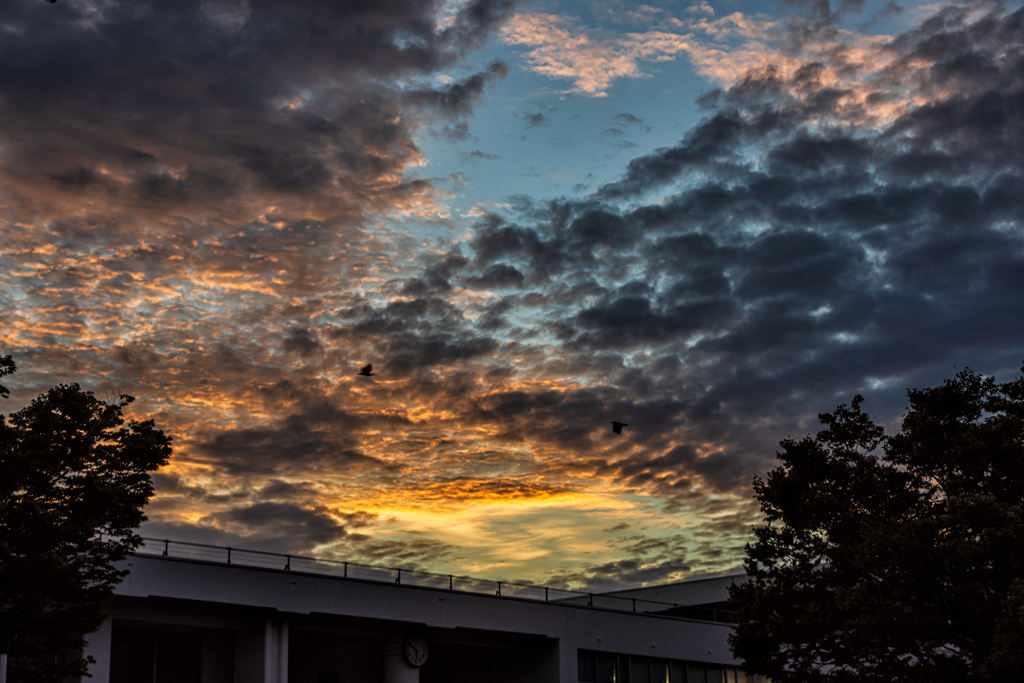 夕空カラス