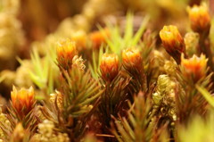 地べたの賑わい２