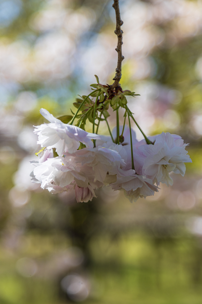 八重桜　Ⅱ