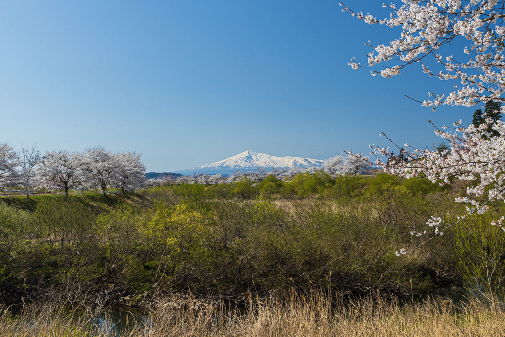 芋川より