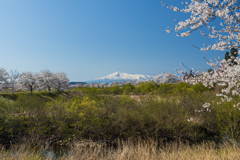 芋川より