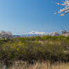 芋川より