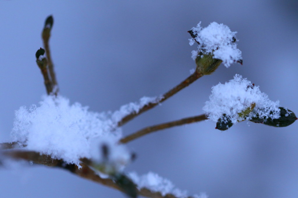 雪の花