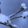 雪の花