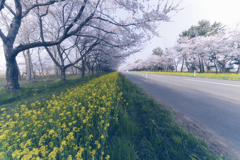 菜の花ロード　Ⅱ