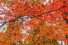 男鹿山の紅葉　