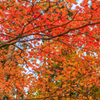 男鹿山の紅葉　
