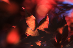 六月の紅葉　Ⅲ