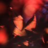 六月の紅葉　Ⅲ