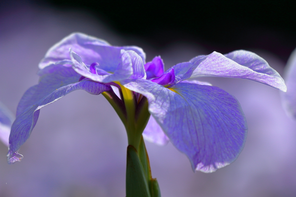 花菖蒲１